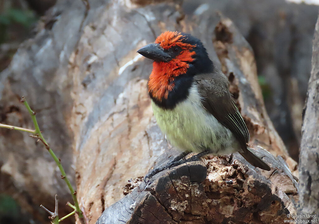 Black-collared Barbetadult