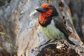 Black-collared Barbet