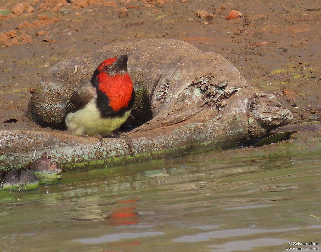 Black-collared Barbetadult