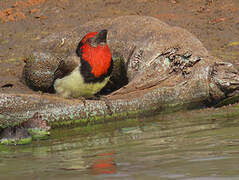 Black-collared Barbet