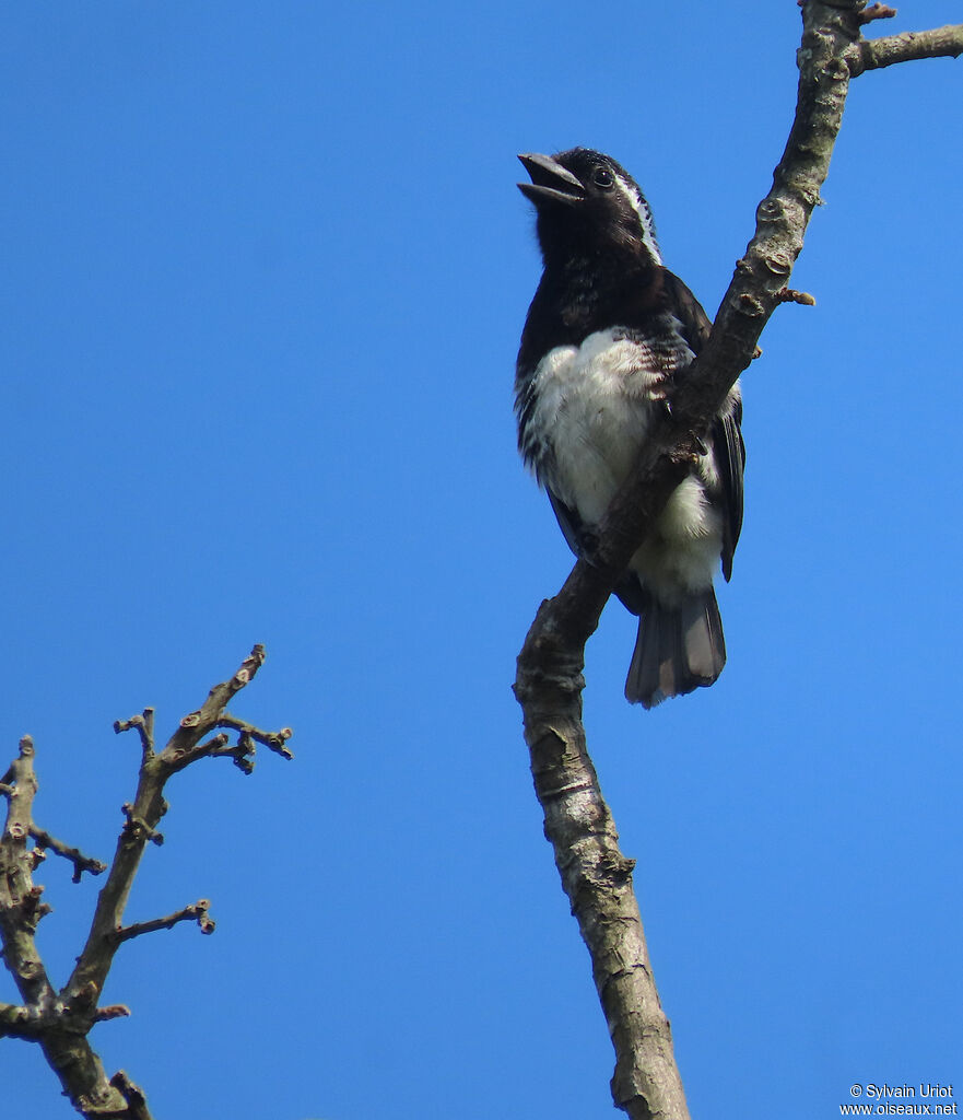 White-eared Barbetadult