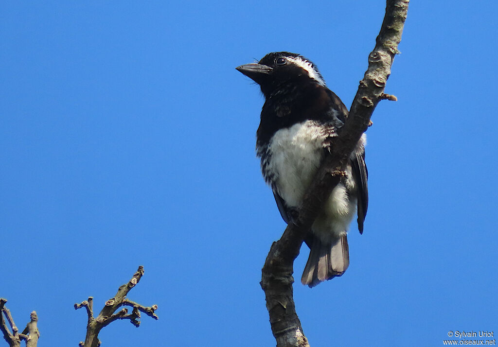 White-eared Barbetadult