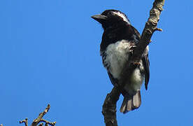 White-eared Barbet