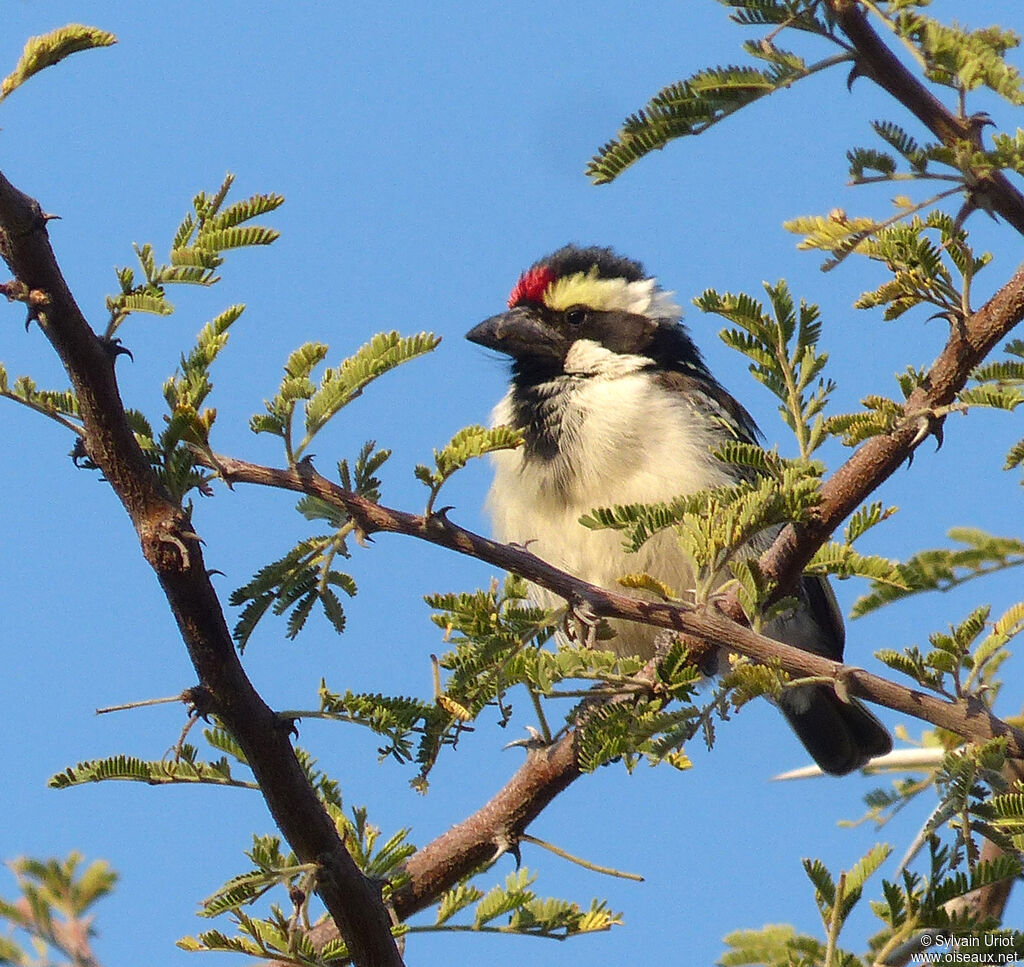 Acacia Pied Barbet