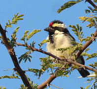 Acacia Pied Barbet