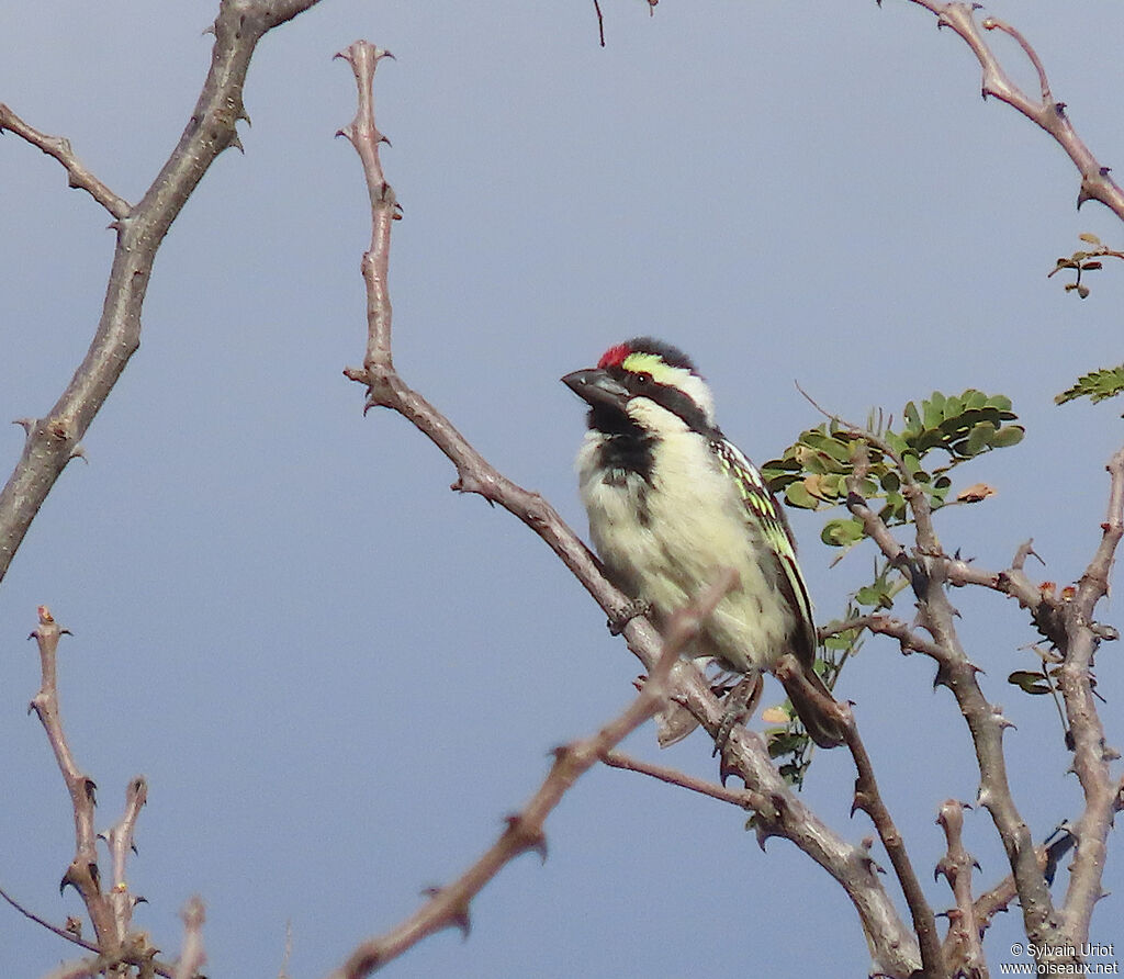 Acacia Pied Barbetadult