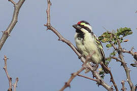 Acacia Pied Barbet