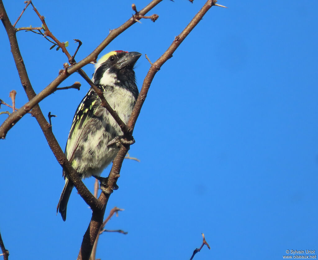 Acacia Pied Barbetadult