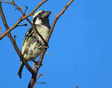 Acacia Pied Barbet