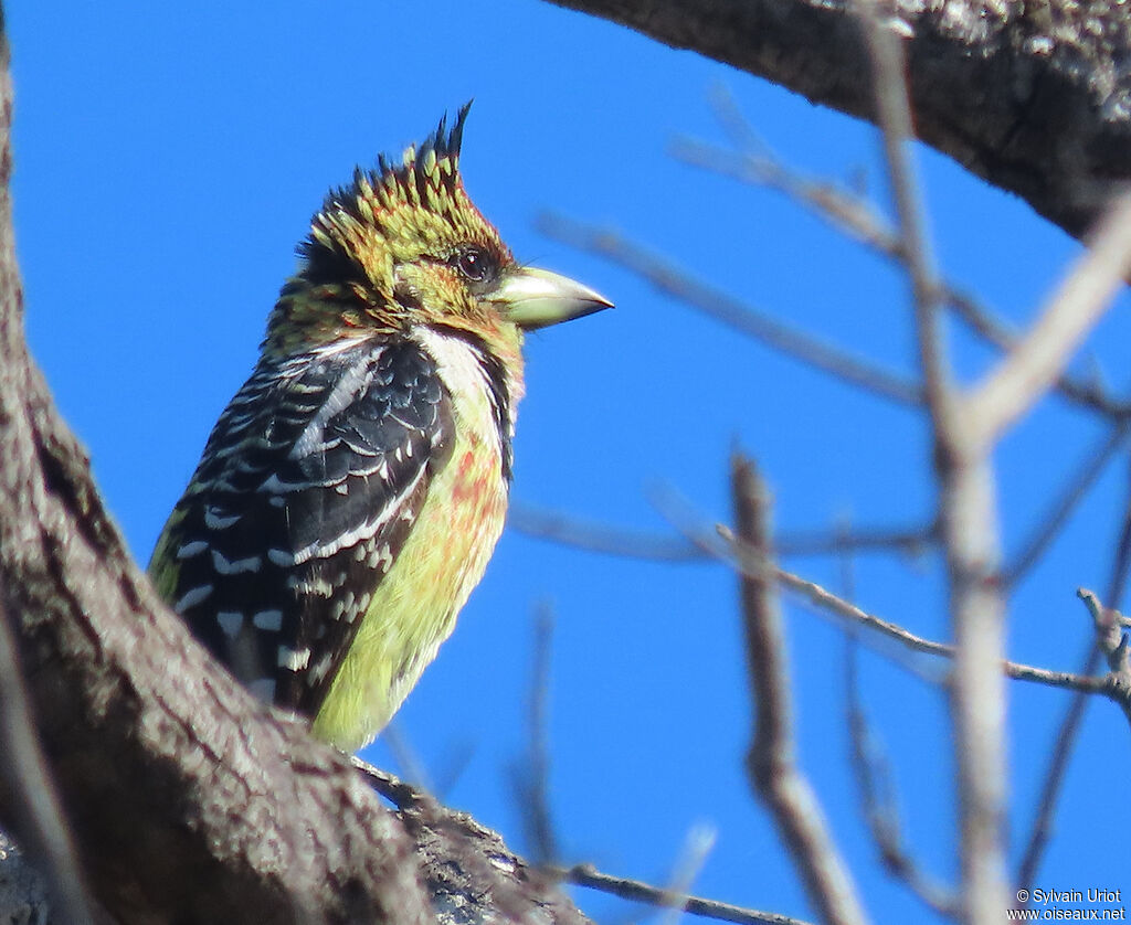 Crested Barbetadult