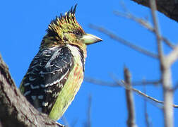 Crested Barbet