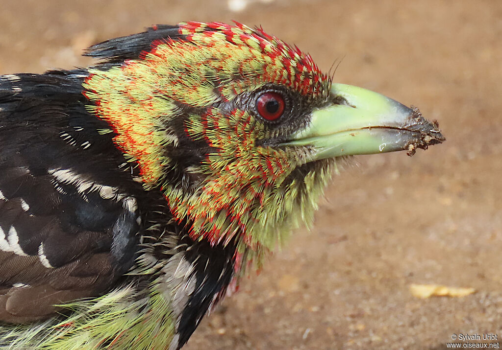 Crested Barbetadult