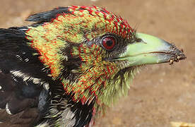 Crested Barbet