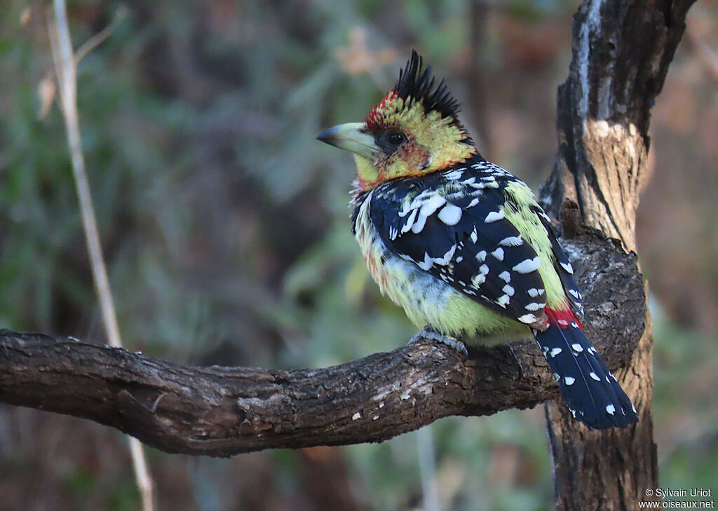 Crested Barbetadult