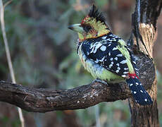 Crested Barbet