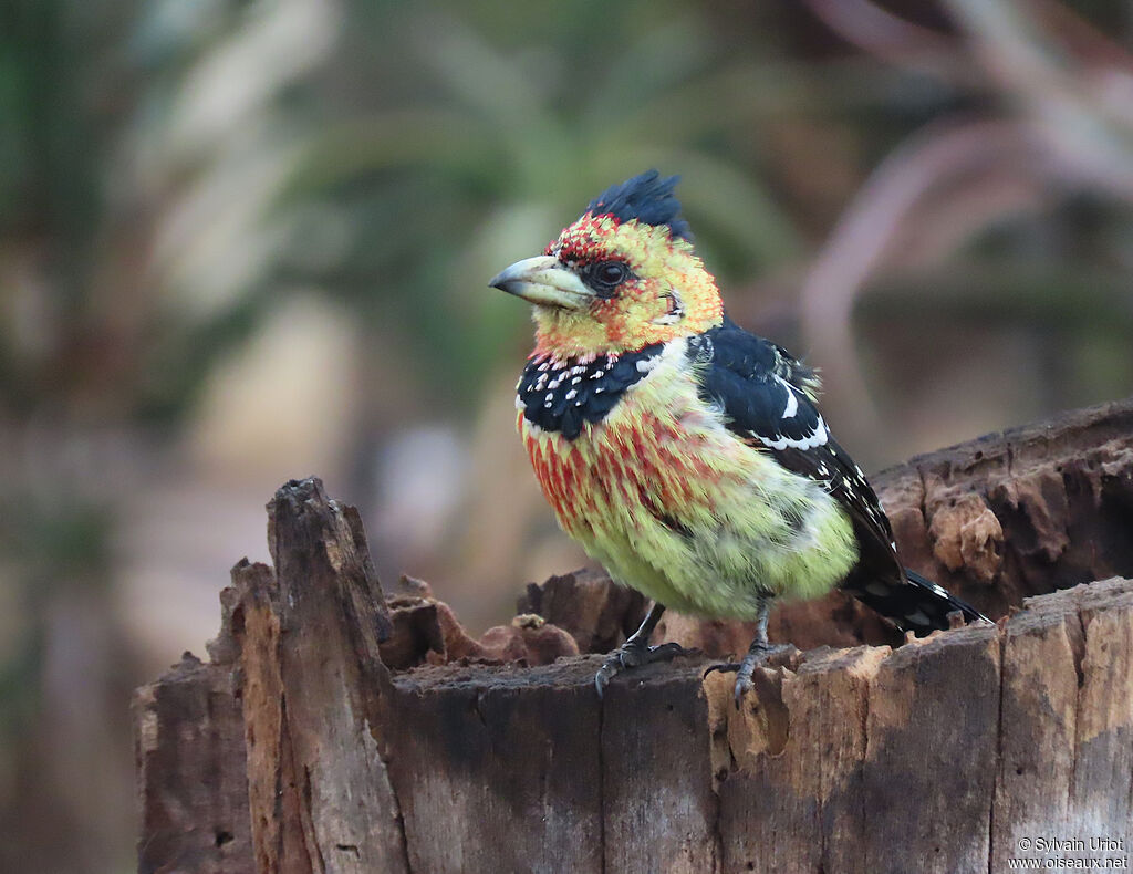 Crested Barbetadult