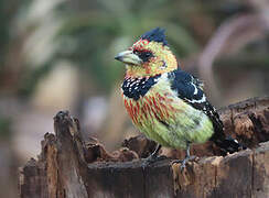 Crested Barbet