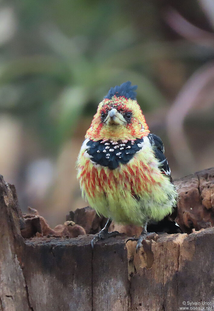 Crested Barbetadult