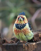 Crested Barbet