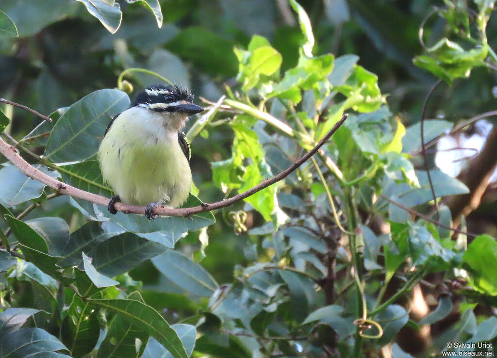 Yellow-rumped Tinkerbirdadult