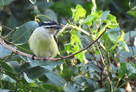 Yellow-rumped Tinkerbird