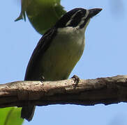 Yellow-rumped Tinkerbird