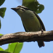 Yellow-rumped Tinkerbird