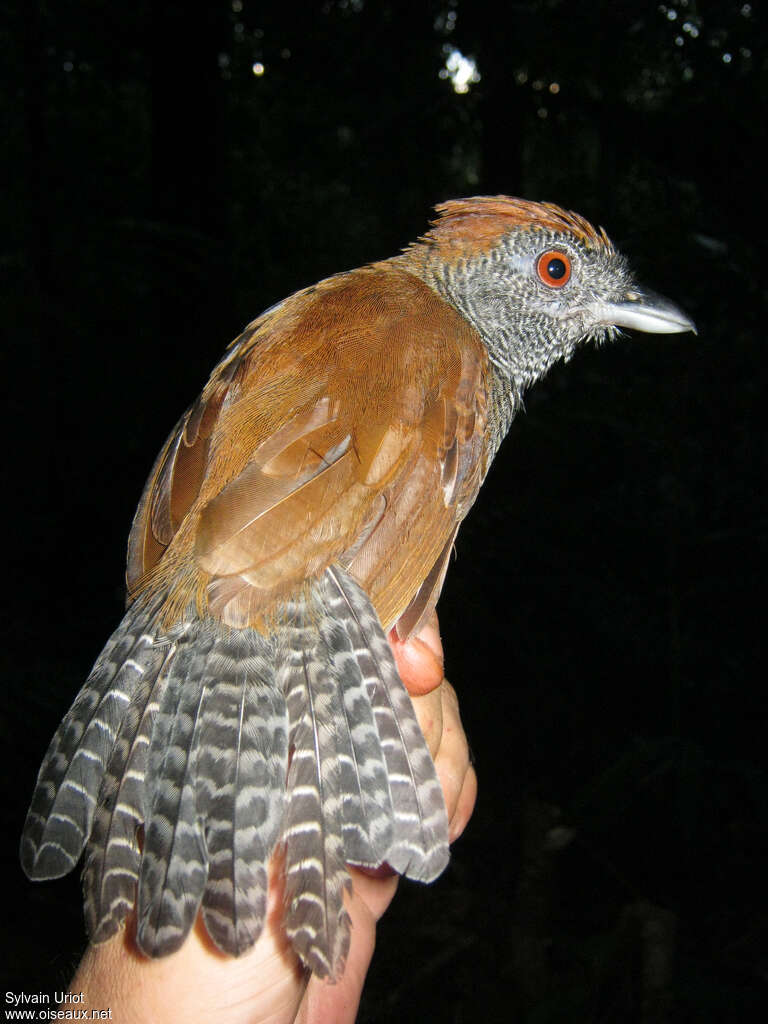 Black-throated Antshrike female adult