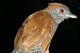 Black-throated Antshrike