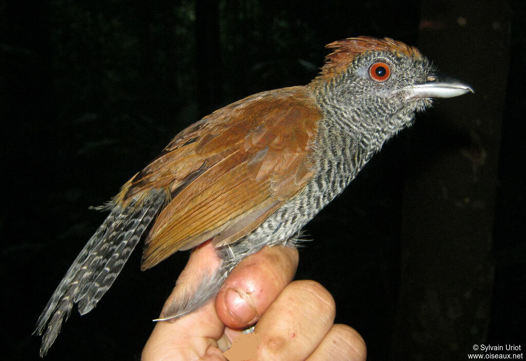 Black-throated Antshrike female adult