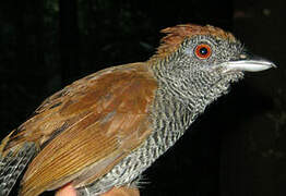 Black-throated Antshrike