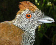 Black-throated Antshrike