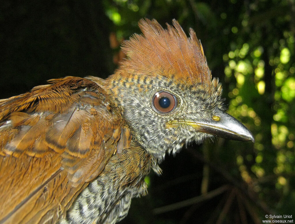 Black-throated Antshrikejuvenile