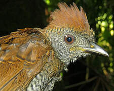 Black-throated Antshrike