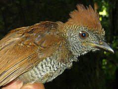 Black-throated Antshrike