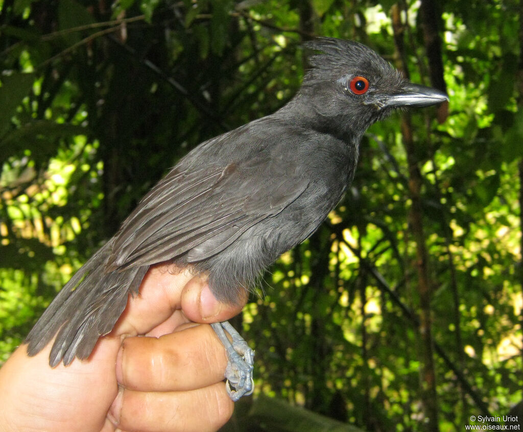 Black-throated Antshrike male adult