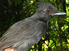 Black-throated Antshrike