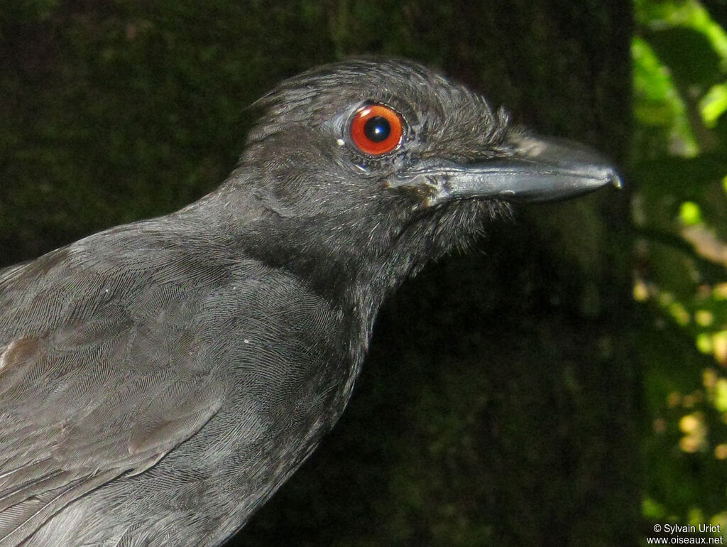 Batara à gorge noire mâle adulte