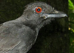 Black-throated Antshrike