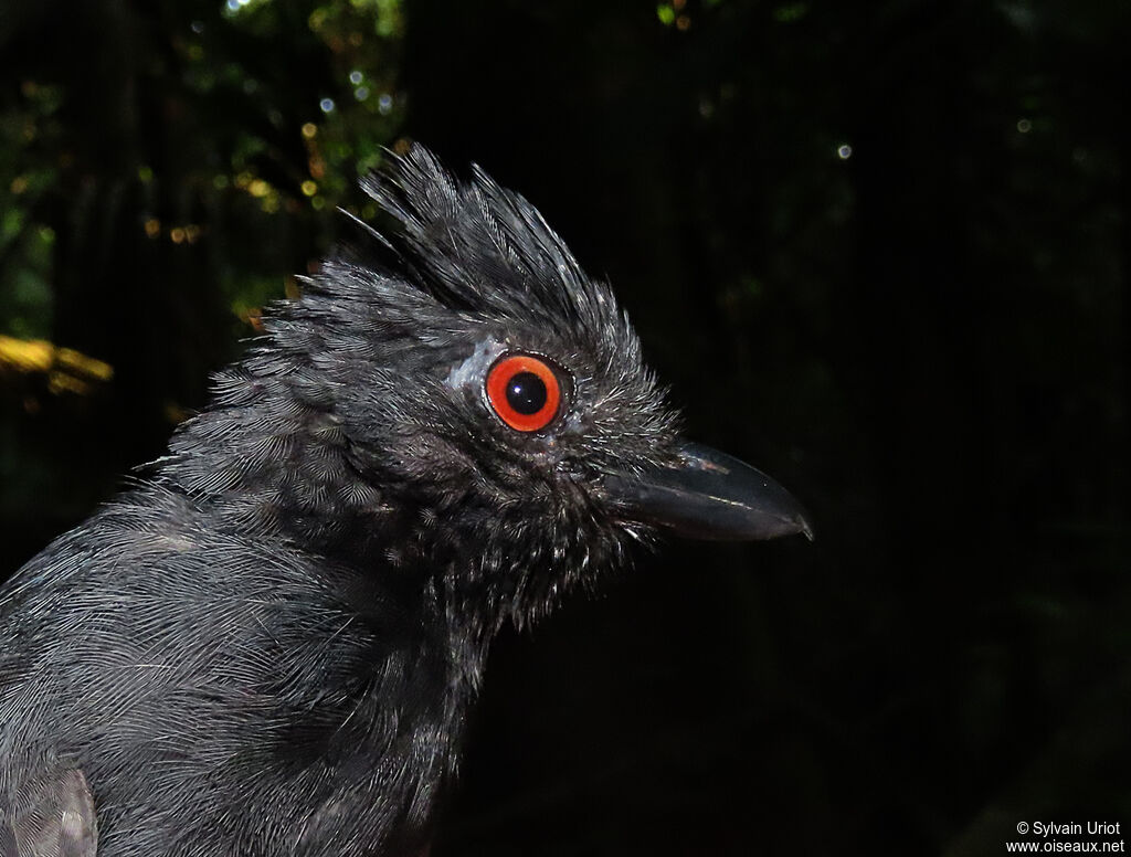 Black-throated Antshrike male adult