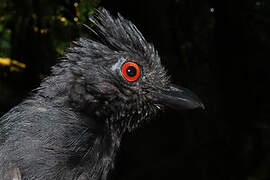 Black-throated Antshrike