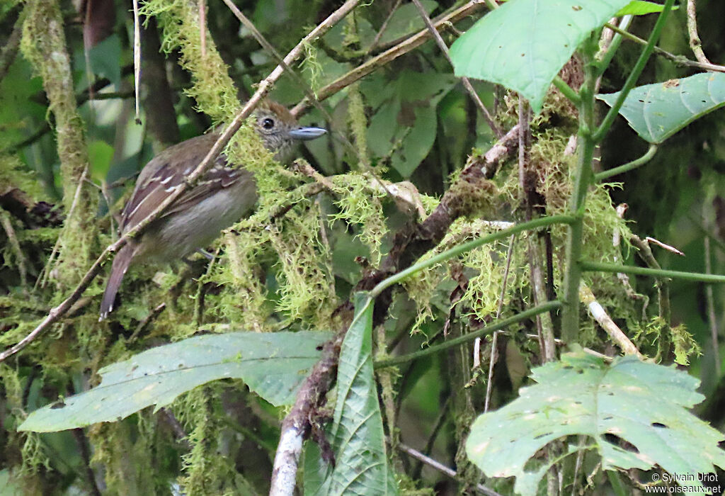 Black-crowned Antshrike female adult