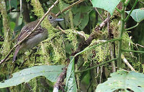 Black-crowned Antshrike