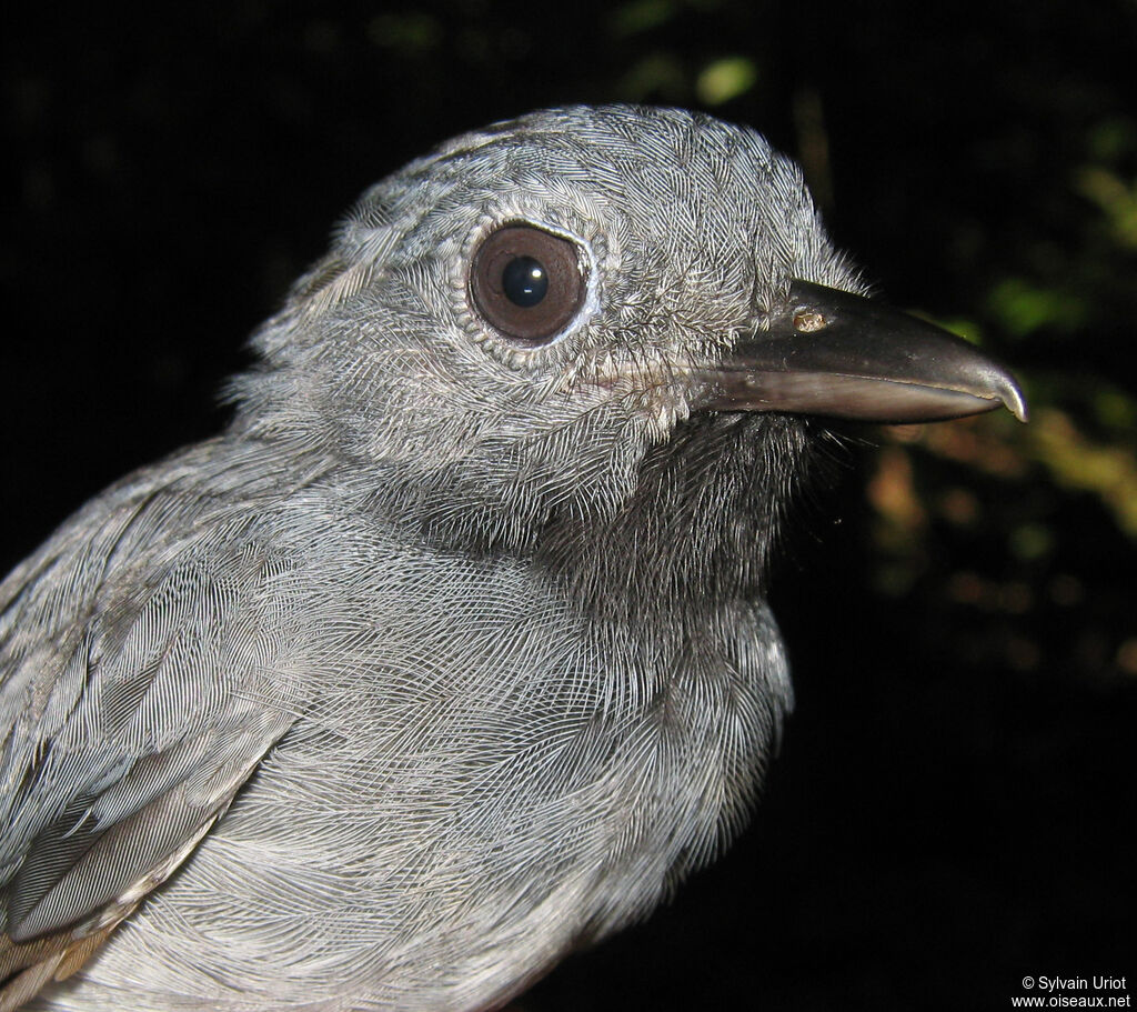 Dusky-throated Antshrike male adult