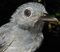 Dusky-throated Antshrike