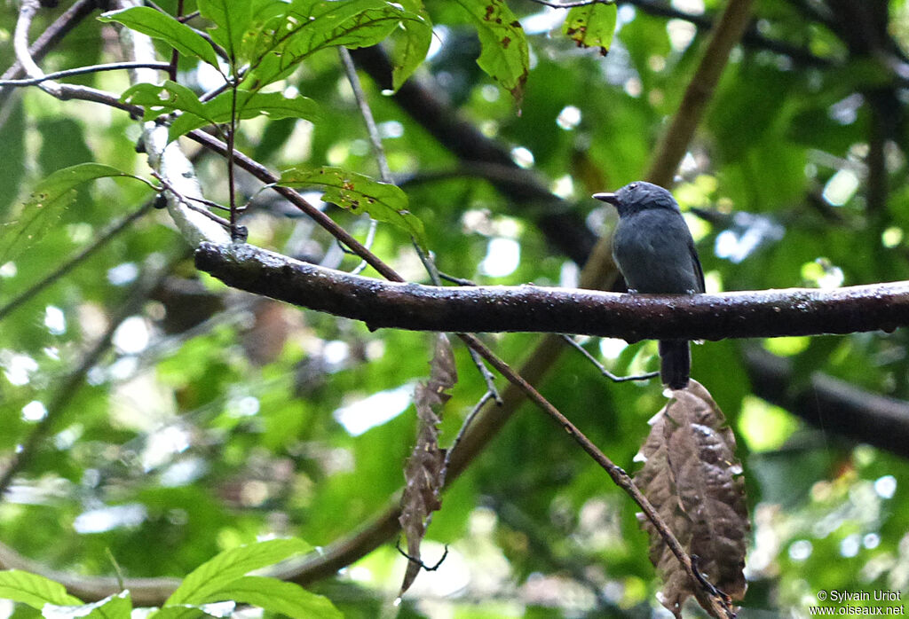 Dusky-throated Antshrike male adult