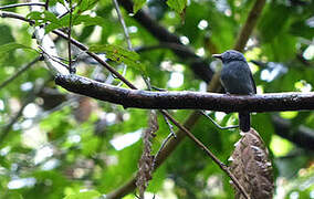 Dusky-throated Antshrike