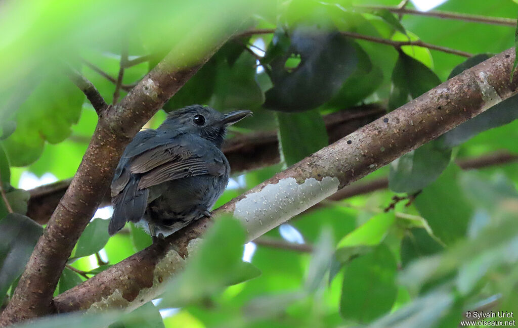 Dusky-throated Antshrike male subadult