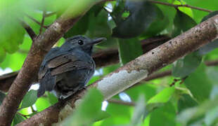 Dusky-throated Antshrike