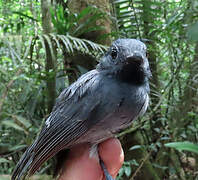 Dusky-throated Antshrike